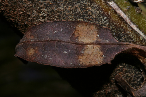 Satanic Leaf-tailed Gecko — 2