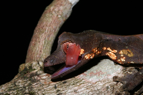 Satanic Leaf-tailed Gecko — 3