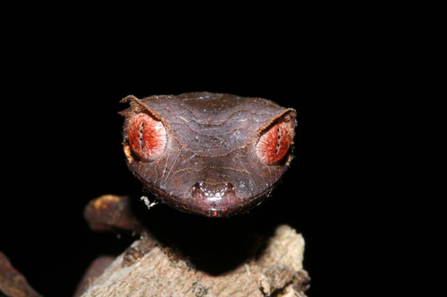 Satanic Leaf-tailed Gecko — 4