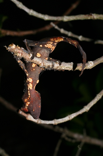 Satanic Leaf-tailed Gecko — 5