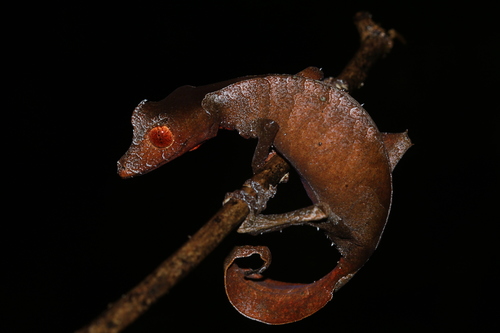 Satanic Leaf-tailed Gecko — 6