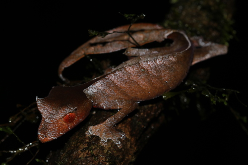 Satanic Leaf-tailed Gecko — 7