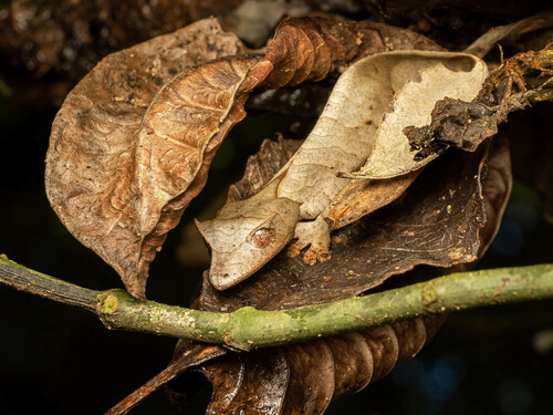 Satanic Leaf-tailed Gecko — 8