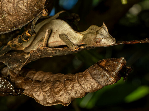 Satanic Leaf-tailed Gecko — 10
