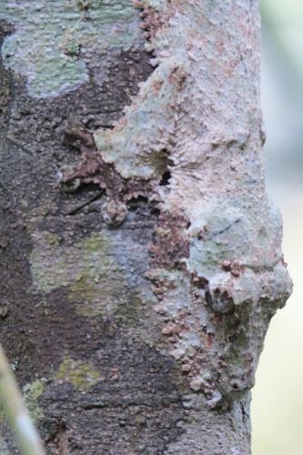 Mossy Leaf-Tailed Gecko — 3
