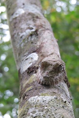 Mossy Leaf-Tailed Gecko — 4