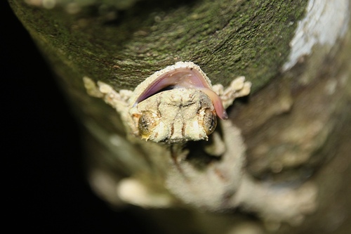 Mossy Leaf-Tailed Gecko — 5