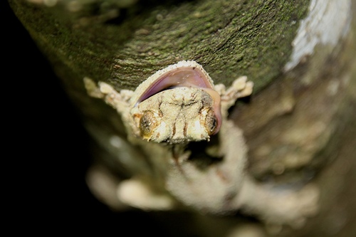 Mossy Leaf-Tailed Gecko — 6