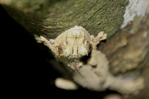Mossy Leaf-Tailed Gecko — 7