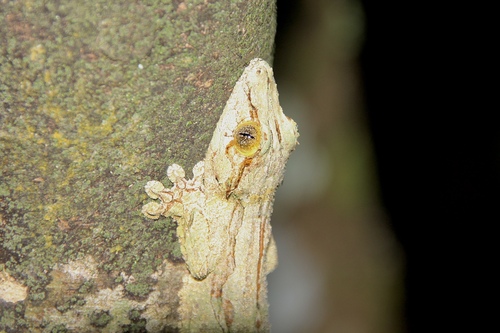 Mossy Leaf-Tailed Gecko — 8