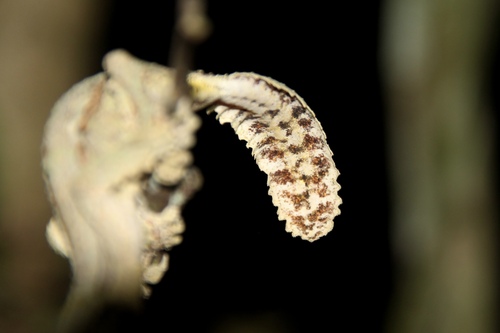 Mossy Leaf-Tailed Gecko — 9