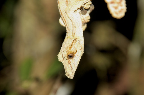 Mossy Leaf-Tailed Gecko — 10