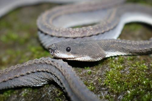 Dragon Snake — 2