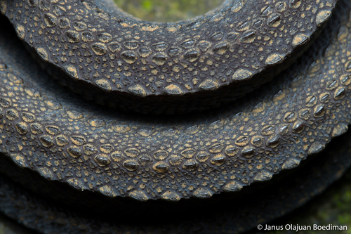 Dragon Snake — 7