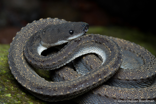 Dragon Snake — 8