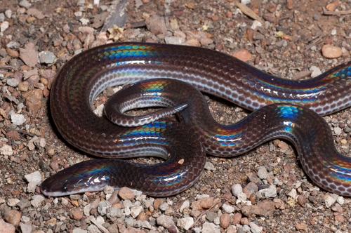 Asian Sunbeam Snake — 2