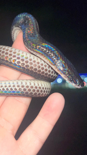 Asian Sunbeam Snake — 3