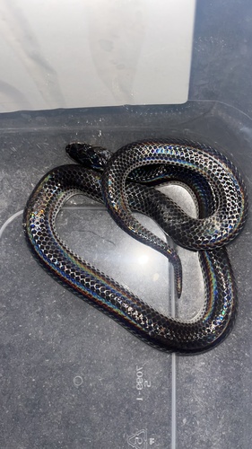 Asian Sunbeam Snake — 4