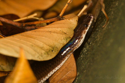 Asian Sunbeam Snake — 5