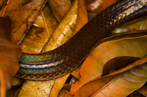 Asian Sunbeam Snake — 6