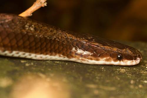 Asian Sunbeam Snake — 7