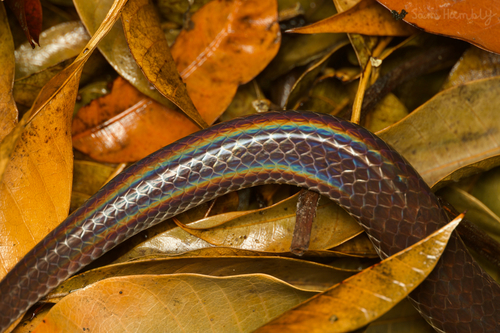 Asian Sunbeam Snake — 8