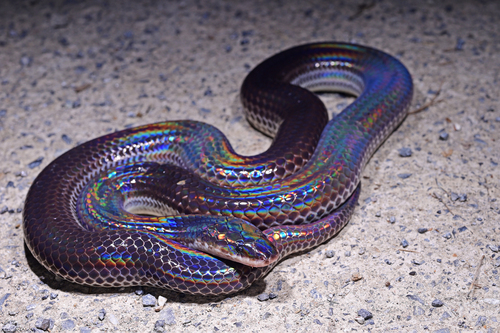 Asian Sunbeam Snake — 9
