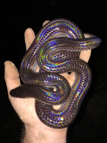 Asian Sunbeam Snake — 10