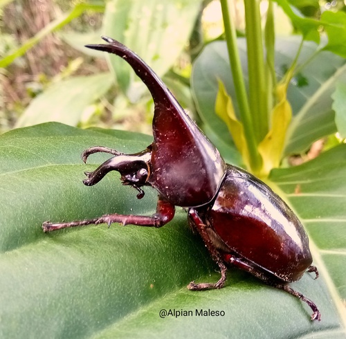 Siamese Rhinoceros Beetle — 1