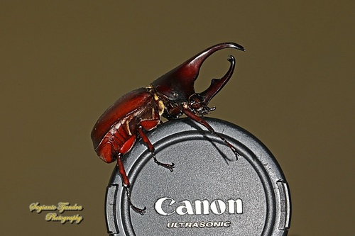 Siamese Rhinoceros Beetle — 3