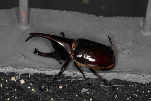 Siamese Rhinoceros Beetle — 5