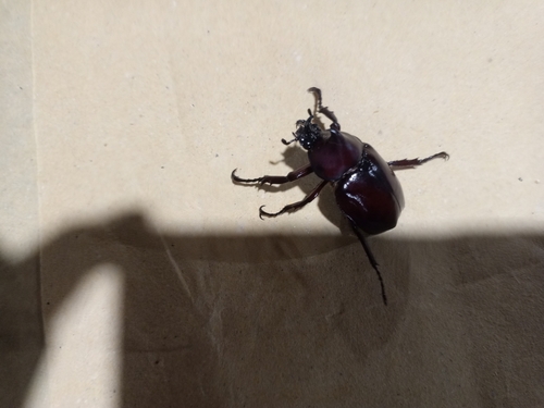 Siamese Rhinoceros Beetle — 6
