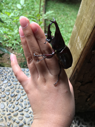 Siamese Rhinoceros Beetle — 7