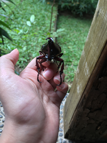 Siamese Rhinoceros Beetle — 8