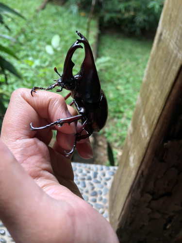 Siamese Rhinoceros Beetle — 9