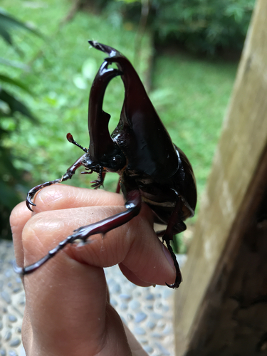 Siamese Rhinoceros Beetle — 10